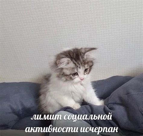 мемы, коты, котята, приколы, стикеры | Мемы, Котята, Кошачьи цитаты