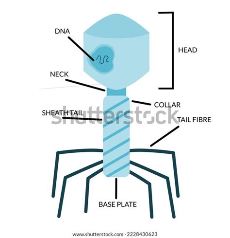 Structure Anatomy Bacteriophage Labeled Head Dna Stock Vector Royalty