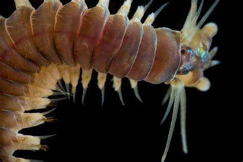 Нереис Морской Червь Фото — Фото Картинки