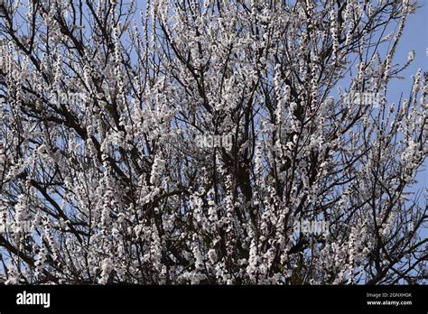 Blooming Wild Apricot In The Garden Spring Flowering Trees