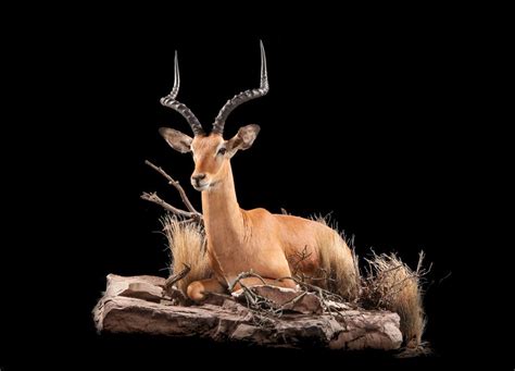 82 – Impala | Taxidermy, Antler art, Taxidermy mounts