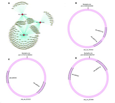 Potential Interaction Networks Of Mirnas And Circrnas A