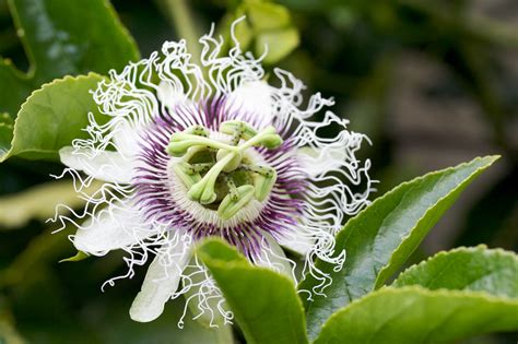 Maracujá Passiflora edulis Passifloraceae Quinta do Sargaçal