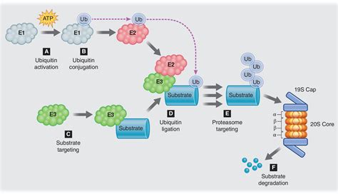 Viral Entry And The Ubiquitinproteasome System Schneider 2021