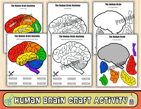Human Brain Anatomy Craft-Label the Human Brain-Science & Growth Mindset Activity | Teaching