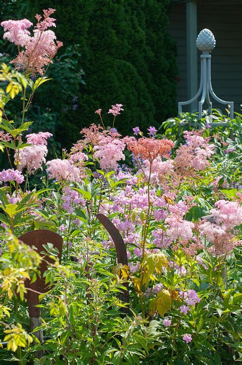 Rosa Spierstaude Filipendula Rubra Bild Kaufen