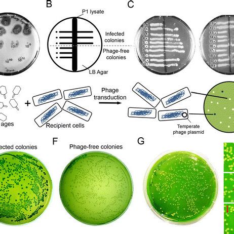 Detection of temperate phage contamination in a phage lysate or ...