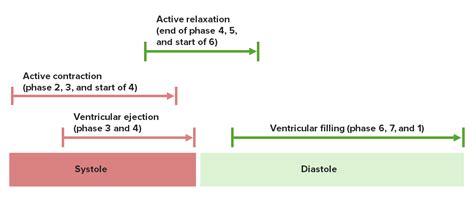 Phases Of Diastole