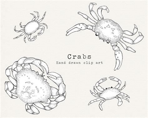 Crab Clip Art Hand Drawn Crab Clipart Vintage Sea Creature Clipart