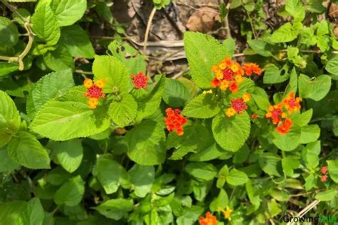 24 Incredible Lantana Plant Types and Varieties - Store