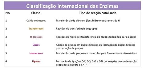Classe De Enzimas 9 Letras - Exemplos De Enzimas