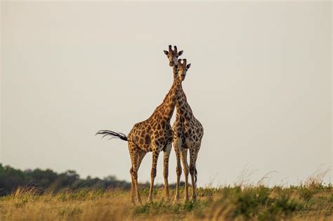 Serengeti National Park - Safari Index