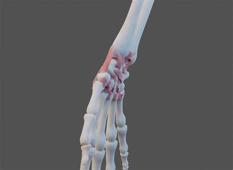 Wrist Joint Ligaments 3D model | CGTrader