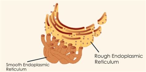 FUNCTIONS OF ENDOPLASMIC RETICULUM | ZOOLOGYTALKS | 2023 | Cell ...