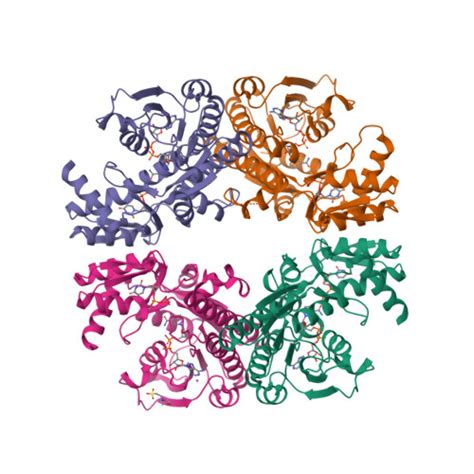 RCSB PDB 8VR2 Crystal Structure Of The Pcryo 0617 Oxidoreductase