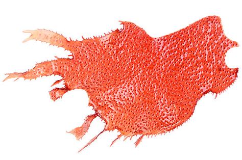 1700 Red Algae Stock Photos Pictures And Royalty Free Images Istock