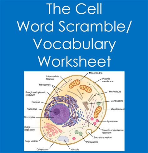 Structure And Function Of Cells Vocabulary Printable Th Grade