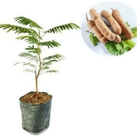 Jual Pohon Asam Jawa Bibit Tanaman Bonsai Pohon Asem Jawa Shopee