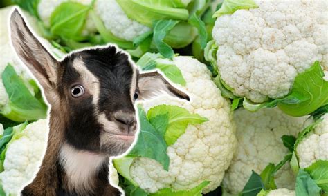 Can Goats Eat Cauliflower Revealed Goat Owner