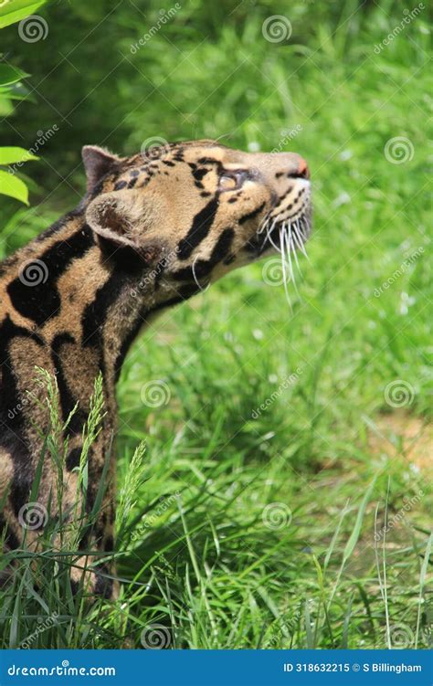 Clouded Leopard in Captivity Stock Image - Image of east, nebulosa: 318632215