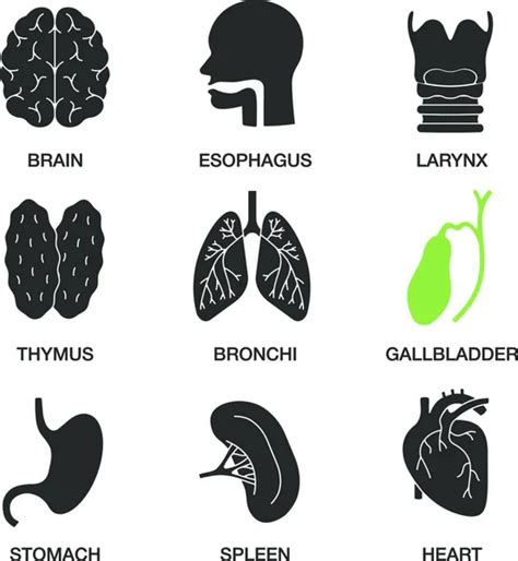 Internal Organs Linear Icons Set Stock Vector By Yay Images