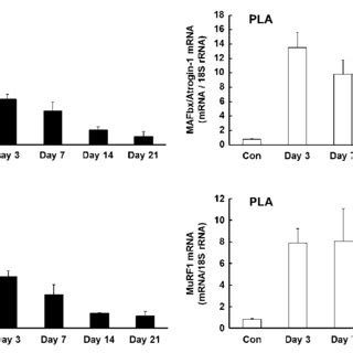 Effects Of And Days Of Hindlimb Immobilization On