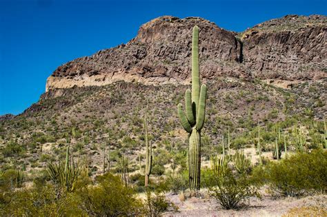 Organ Pipe Cactus National Monument Checked