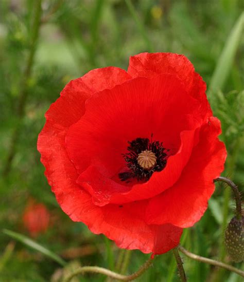 Flanders Red Poppy Papaver Rhoeas 1500 Seeds