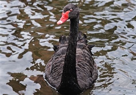 Free picture: nature, bird, waterfowl, water, black swan, wildlife, lake