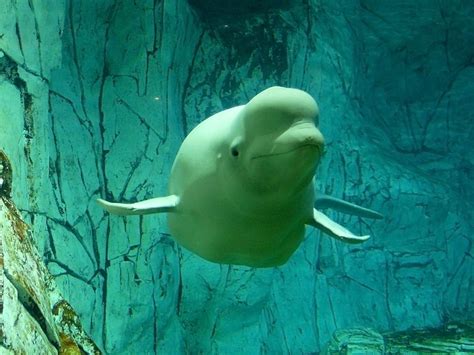 Beluga, white whale | Aquarium, VALENCIA - Spain | Pablo Vieira | Flickr