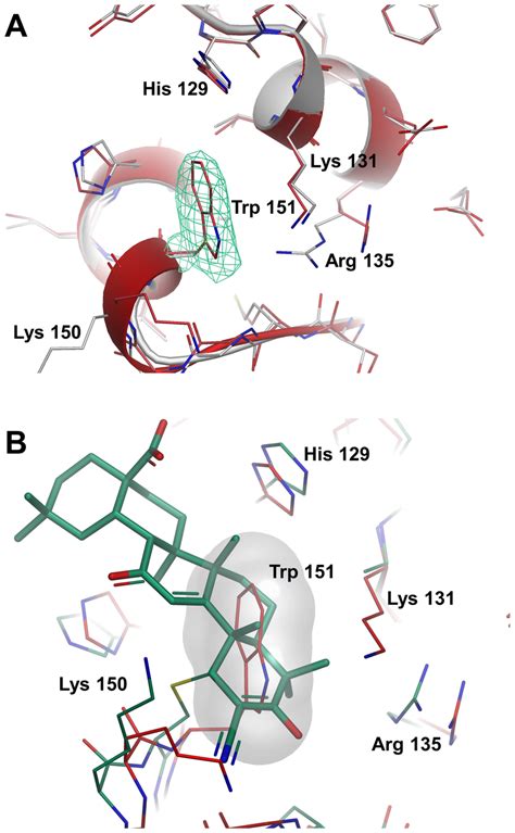 Comparison of Keap1 BTB C151W mutant with apo and CDDO-bound ...