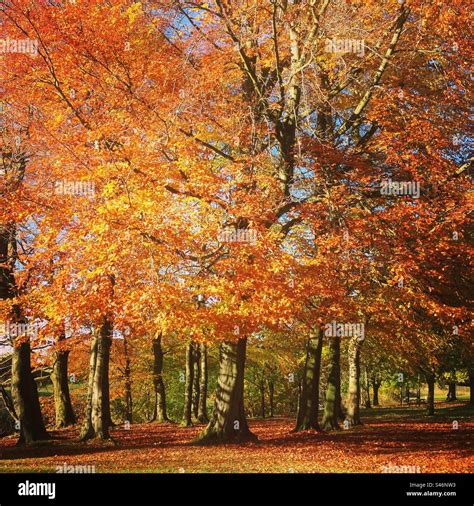 Autumn in Scotland Stock Photo - Alamy