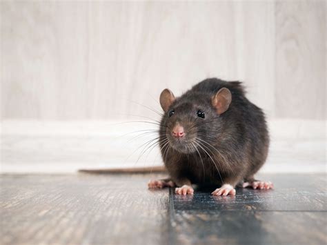 How To Get Rid of Rats in House – How to Prevent Rats from Eating Your ... 