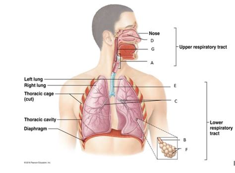 Anatomy And Physiology Ii Exam Flashcards Quizlet