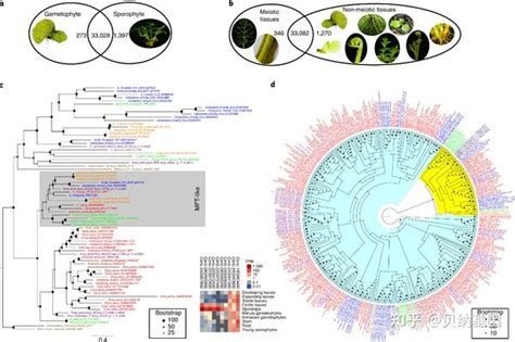 文献解读 Nature Plants期刊发表基于基因组组装揭示模式蕨类植物的动态基因组进化高分文章 知乎