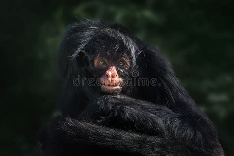 Black-faced Black Spider Monkey Stock Image - Image of atelinae, mammal ...