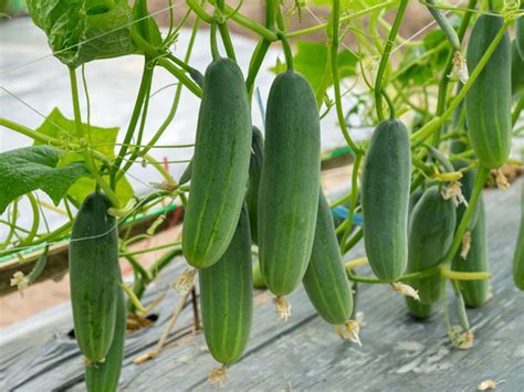 Uncovering The Unique Traits Of Rare Cucumber Varieties Worldwide