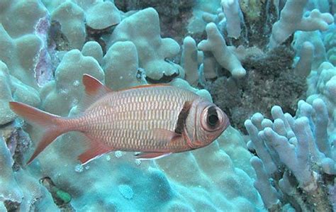 Squirrelfish Deep Sea Nocturnal Carnivorous Britannica