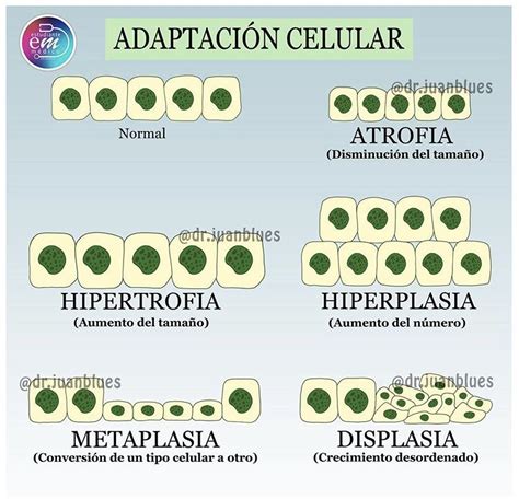 Adaptaci N Celular Estudiante De Medicina Oncologia Medicina