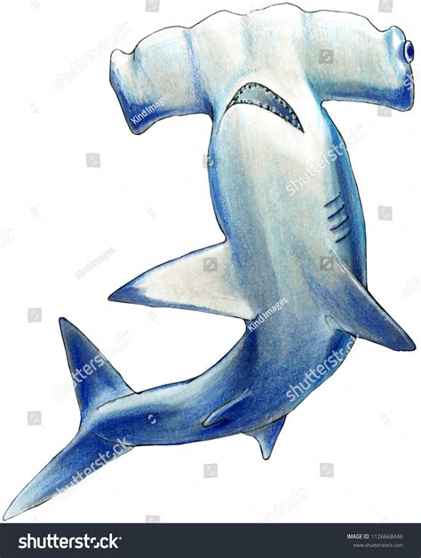 Hammerhead Shark Illustration Hand Drawn Alcohol Stock Illustration