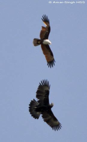 Difference Between Kite And Eagle