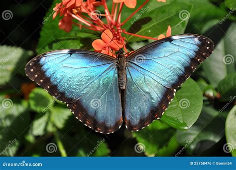 Borboleta Azul Comum De Morpho Aka Peleides De Morpho Foto De Stock