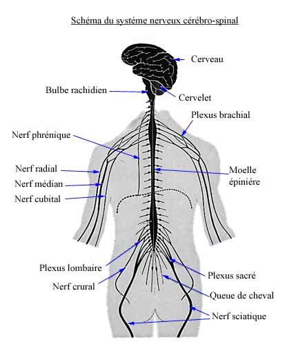 Anatomie de la moelle épinière