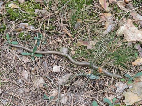 История про укус змеи | Блог для родителей Lucky Child | Дзен