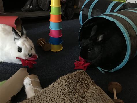 My bunnies eating fresh roses from the yard! : r/aww