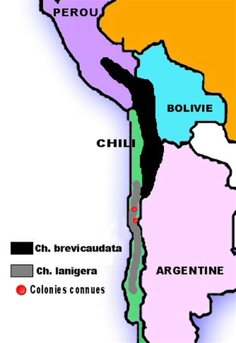 Chinchilla Lanigera D Finition Et Explications