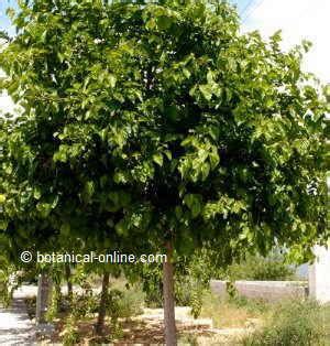 Características de la morera negra Botanical online