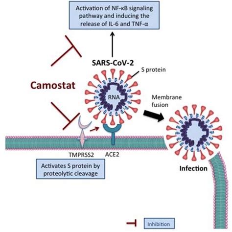 Schematic representation of plausible mechanism of Camostat in the ...