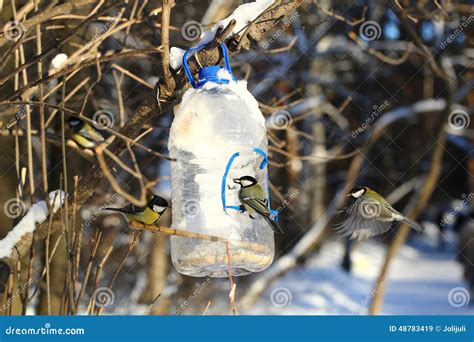 Tits Feeding In Winter Stock Image Image Of Forest Bokeh