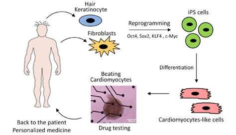 Induced Pluripotent Stem Cells Derivation And Applications Induced